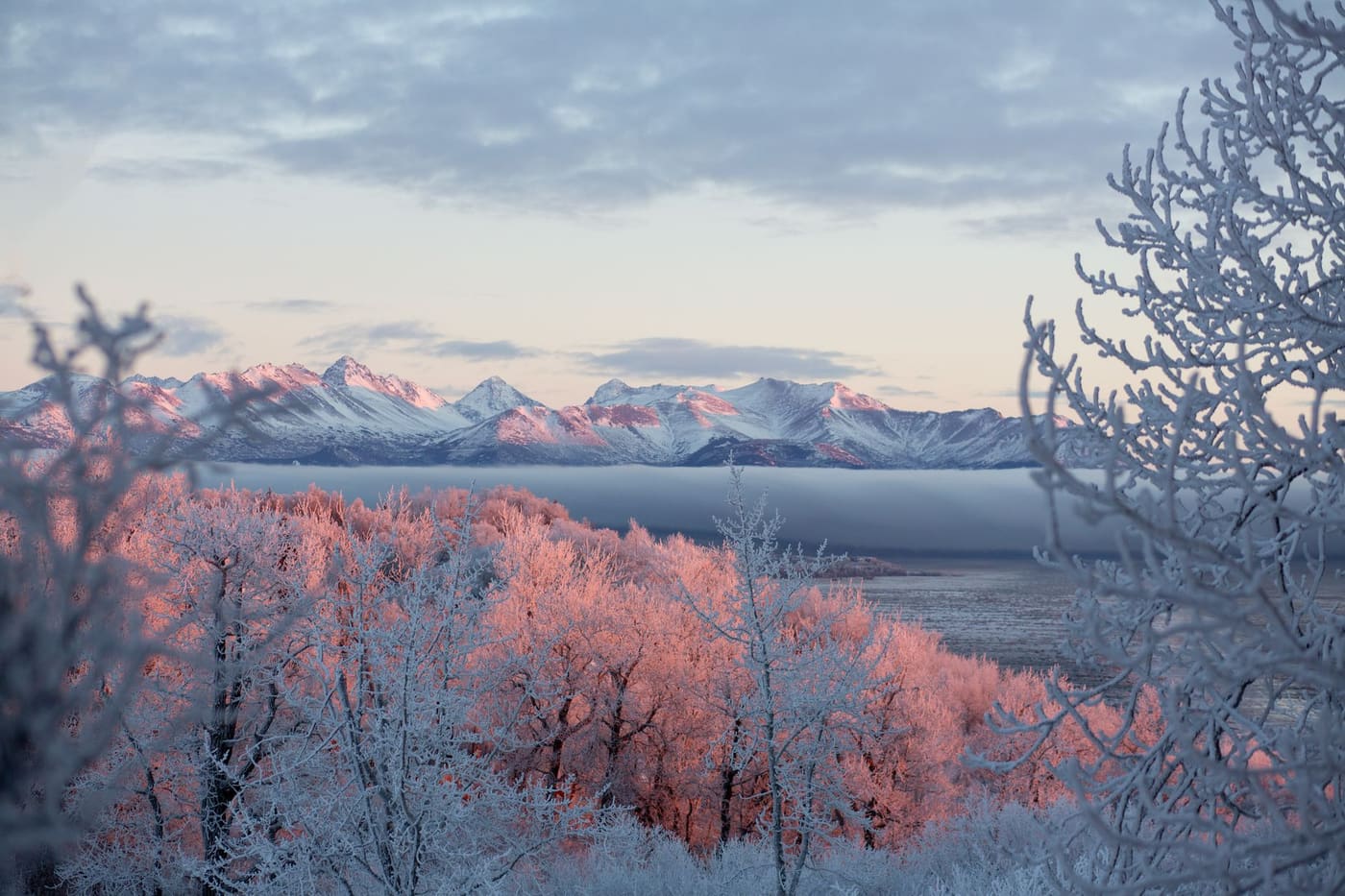 Frost-covered birch trees glowing pink at sunrise in front of snowy mountains across the water near Anchorage, Alaska