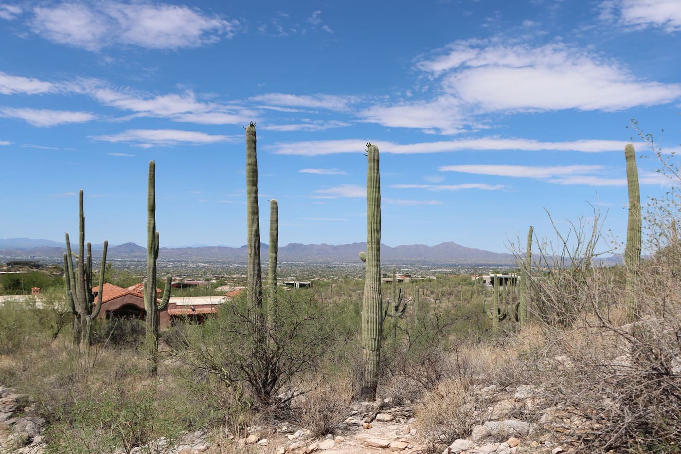 Tall saguaro cacti on a desert hillside above Tucson, Arizona, with the city and mountain ranges in the distance