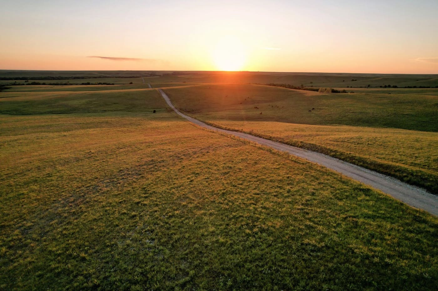 A gravel road running through green Flint Hills grassland at sunset near Eureka, Kansas, with cattle grazing in the distance