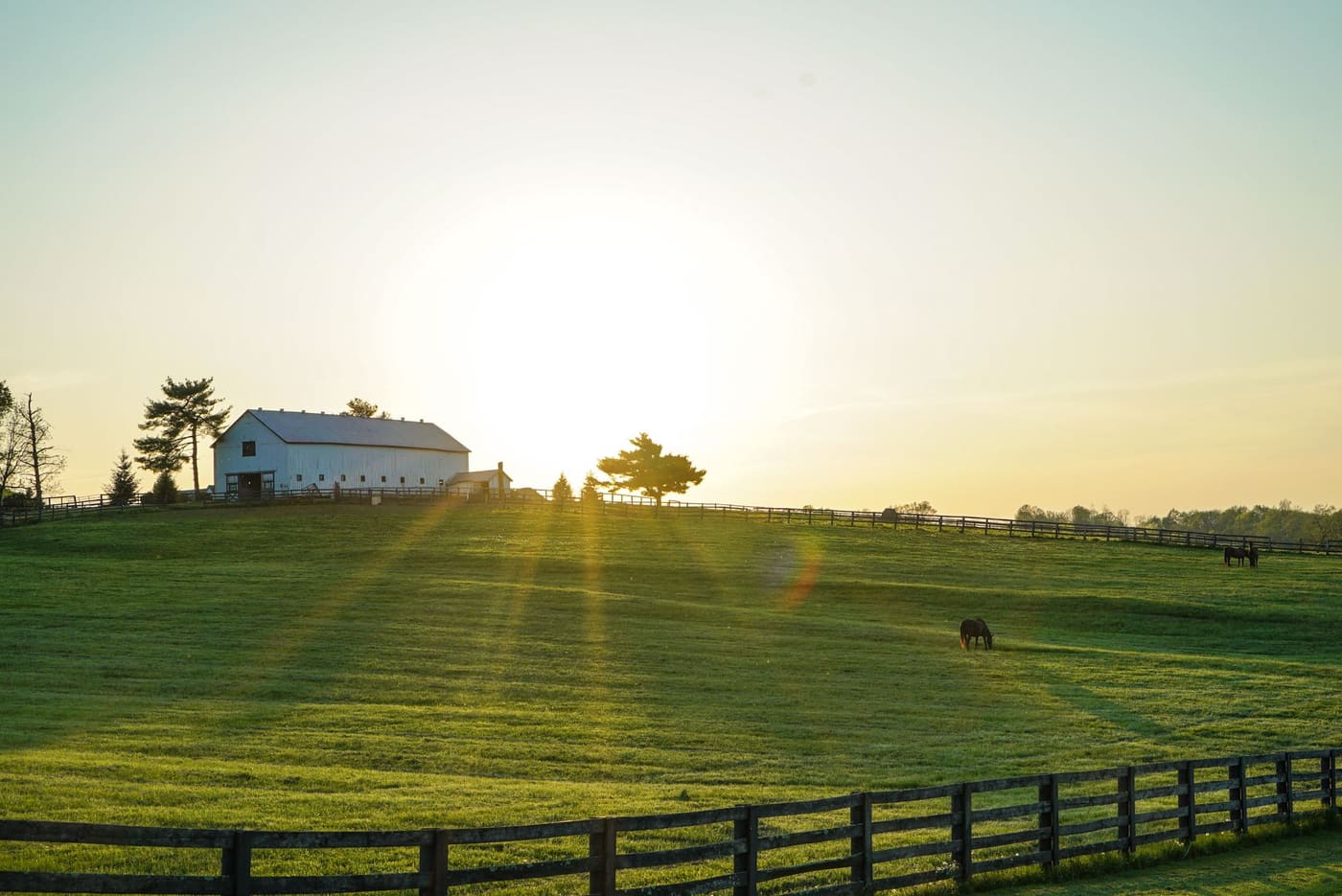 Horses grazing in a fenced green pasture below a white barn at sunrise on a Kentucky farm