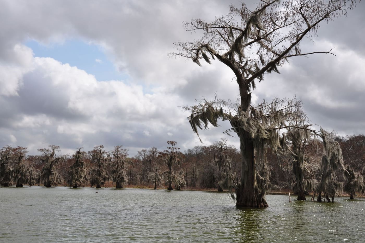 Cypress trees draped in Spanish moss stand in open swamp water under a cloudy sky in Louisiana